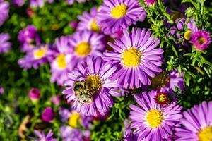 Beautiful wild flower winged bee on background foliage meadow photo