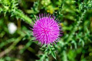 Beautiful growing flower root burdock thistle on background meadow photo