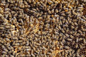 Abstract hexagon structure is honeycomb from bee hive filled photo