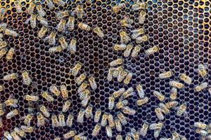 Abstract hexagon structure is honeycomb from bee hive filled photo