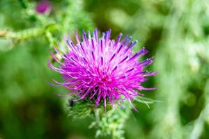 Hermosa flor creciente cardo de raíz de bardana en pradera de fondo foto