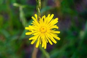 Beautiful wild growing flower yellow dandelion on background meadow photo