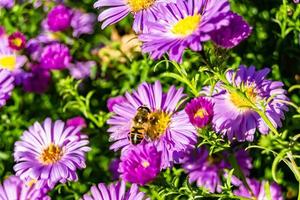 Beautiful wild flower winged bee on background foliage meadow photo