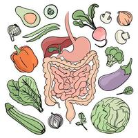 gastrointestinal tracto vegano nutrición vector ilustración