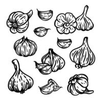 GARLIC Spicy Seasoning For Menu Food Vector Illustration Set