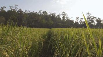 Aussicht von golden Reis landwirtschaftlich Felder mit Hintergrund von Grün natürlich Berg Angebot unter Sonne Fackel wann Sonnenuntergang Himmel Zeit, kombinieren Ernte reif Reis Felder landwirtschaftlich Feld Ackerland