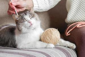 A woman with knitting needles in her hands is stroking her domestic cat. photo