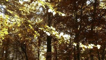 hermosa ver dentro dorado y marrón arboles en un otoño bosque. video
