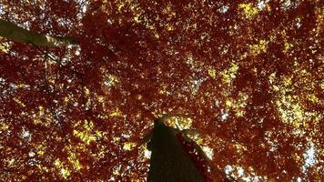 lindo Visão para dentro dourado e Castanho árvores dentro a outono floresta. video