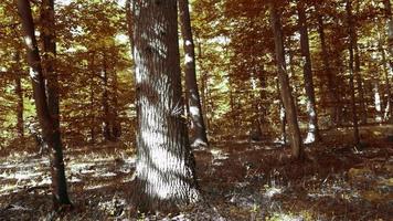 hermosa ver dentro dorado y marrón arboles en un otoño bosque. video