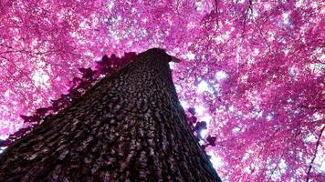 Magical infrared view into a purple fantasy forest in northern europe. video