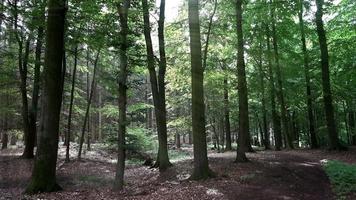 tempo periodo di un' Visualizza in un' verde europeo foresta. video