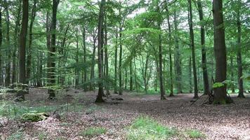 Tempo lapso do uma Visão para dentro uma verde europeu floresta. video