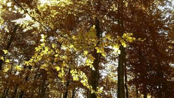 schön Aussicht in golden und braun Bäume im ein Herbst Wald. video