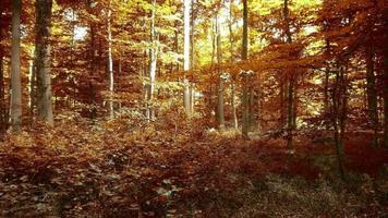 hermosa ver dentro dorado y marrón arboles en un otoño bosque. video