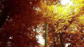 schön Aussicht in golden und braun Bäume im ein Herbst Wald. video