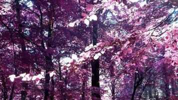 mágico infrarrojo ver dentro un púrpura fantasía bosque en del Norte Europa. video
