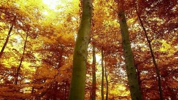 bellissimo Visualizza in d'oro e Marrone alberi nel un autunno foresta. video