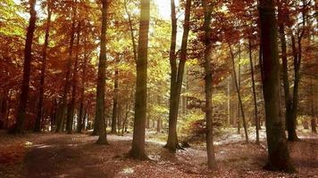 bellissimo Visualizza in d'oro e Marrone alberi nel un autunno foresta. video