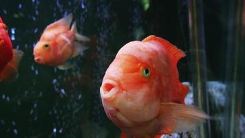 een groot rood vis zwemt in een aquarium en looks Bij de kijker video