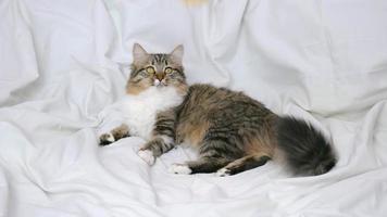 A young fluffy cat is lying on a white the bed and waving its tail video