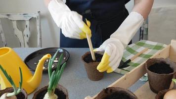 un mujer granjero plantas vegetal semillas en pequeño flor ollas con su propio manos. el concepto de orgánico agricultura y primavera jardinería. preparación para plantando plántulas en el primavera en el suelo video