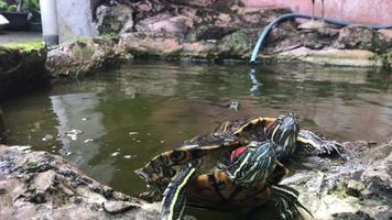 rot Ohr Schieberegler Schildkröte will zu Sonnenbaden entspannend im das Schwimmbad video