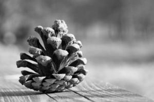 Pine cone on a bench in the park. Decoration from nature. Detail shot in autumn. photo
