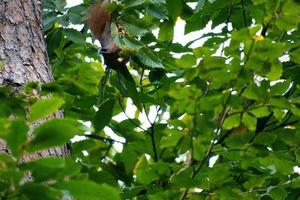 Red brown squirrel in tree between green leaves. Rodent from the wild. Animal photo