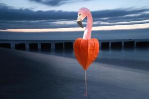 Composing. Flamingo with head, neck and leg on a physalis. Flamingo on the beach photo