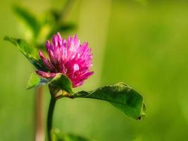 purple clover flower with green leaves on a meadow. Medicinal plant from nature photo