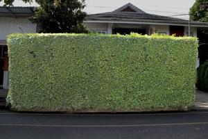 Fence and wall of asian house decorated with fresh and green bushes of banyan trees, soft focus. photo