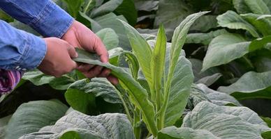 Tobacco leaves and trees quality checking by owner of tobacco farmland, soft and selective focus. photo