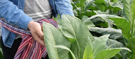 Tobacco leaves and trees quality checking by owner of tobacco farmland, soft and selective focus. photo