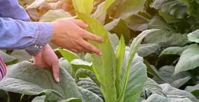 Tobacco leaves and trees quality checking by owner of tobacco farmland, soft and selective focus. photo