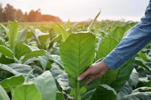 tabaco hojas y arboles calidad comprobación por propietario de tabaco tierras de cultivo, suave y selectivo enfocar. foto
