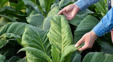 Tobacco leaves and trees quality checking by owner of tobacco farmland, soft and selective focus. photo