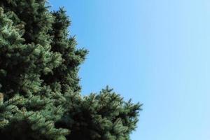 Fresh blue spruce branches on blue sky background. Composition picea pungens landscaping in japanese garden. Nature botanical evergreen pine coniferous plants concept. Christmas tree. Copy space photo