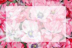 Pink-white tulips blurred background with semi transparent blank text frame. Flowers image with copy space. Greeting card for spring holidays - Valentines Day, Womens Day, Mothers Day, Birthday photo