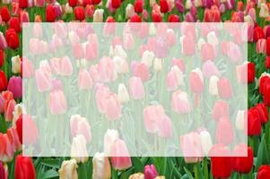 Variety of colorful dutch tulips blurred background with semi transparent blank white text frame. Greeting card for springtime holidays - Valentines Day, Womens Day, Mothers Day, Birthday