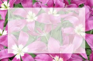 violeta-blanco tulipanes amplio abierto borroso antecedentes con semi transparente blanco blanco texto marco. natural flores imagen con translúcido Copiar espacio. saludo tarjeta para primavera vacaciones. foto