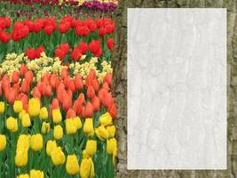 Natural flowers background with yellow, pink, red, coral color tulips and yellow daffodils arranged in park. On defocused tree trunk at the right half of image is blank white place for your text. photo