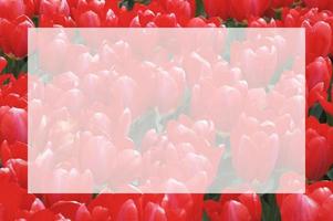 Red tulips blurred image with semi transparent blank text frame. Natural flowers background with copy space. Greeting card for springtime holidays - Valentines Day, Womens Day, Mothers Day, Birthday photo