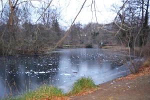 Pond in a Park with Ripples and Reflections photo