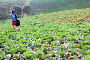 Asian woman carrying black camera bag and shooting or taking photo of green cabbage farm with cpopy space. Nature Landscape, Person. Photographer and tourist travel. Beauty of fresh vegetable garden.