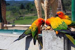 Many colorful parrot enjoy eating bananas with friend. Group of beautiful bird join to eat food or fruit and Wildlife of animal with copy space. photo