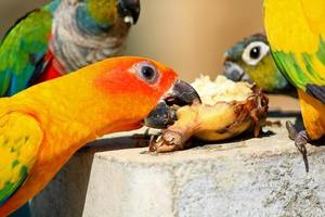 Close up colorful parrot enjoy eating food  with friend. Group of beautiful bird eat banana and Wildlife of animal. Happy meal, join breakfast, lunch and dinner time concept. photo
