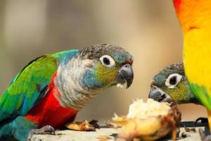 Many colorful parrot enjoy eating banana with friend. Close up beautiful bird join food, Wildlife of animal and Feeding with blurred background. photo