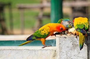 Many colorful parrot enjoy eating banana with friends. Group of beautiful bird join food and Wildlife of animal with blurred background and copy space. photo