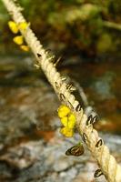 Many yellow, black and white butterfly on the long rope with waterfall background. Beautiful insect. Amathusiidae, Beauty in nature and Wildlife of animal photo